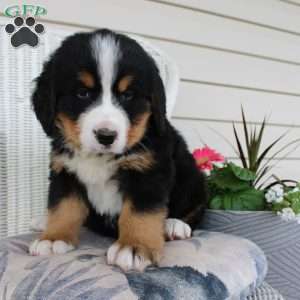 Ricky, Bernese Mountain Dog Puppy