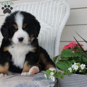 Rocky, Bernese Mountain Dog Puppy