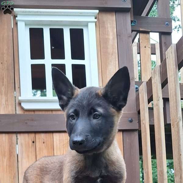 Jasper, Belgian Malinois Puppy