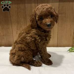 Poppy, Toy Poodle Puppy