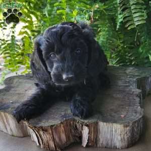 River, Dachshund Mix Puppy