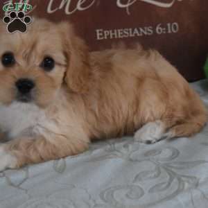 Jada, Cavachon Puppy
