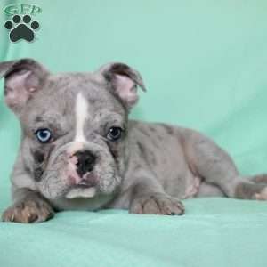 Rover, French Bulldog Puppy