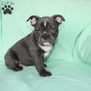 Roger, French Bulldog Puppy