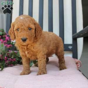 Robert, Mini Goldendoodle Puppy
