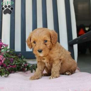 Ricky, Mini Goldendoodle Puppy