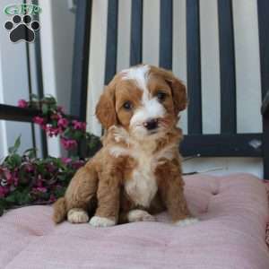 Rachel, Mini Goldendoodle Puppy