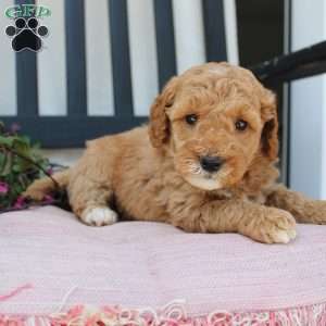 Rose, Mini Goldendoodle Puppy