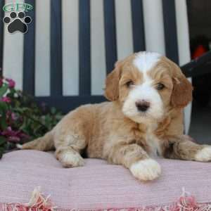 Renee, Mini Goldendoodle Puppy