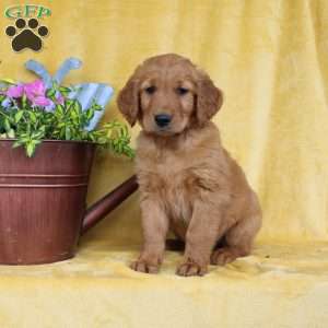 Dixon, Golden Retriever Puppy