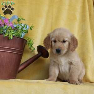 Dakota, Golden Retriever Puppy