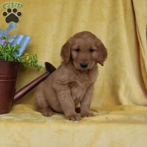 Dean, Golden Retriever Puppy