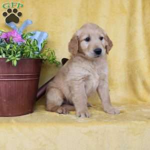 Dan, Golden Retriever Puppy