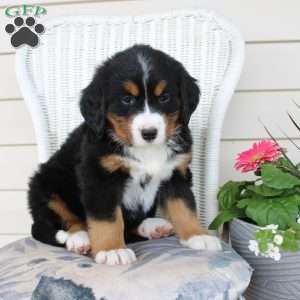 Rachel, Bernese Mountain Dog Puppy