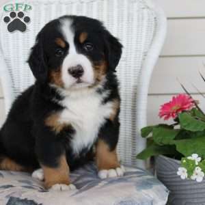 Rebecca, Bernese Mountain Dog Puppy