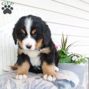 Ricky, Bernese Mountain Dog Puppy