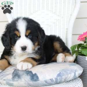 Rocky, Bernese Mountain Dog Puppy