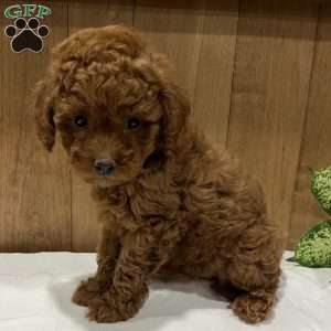Paisley, Toy Poodle Puppy