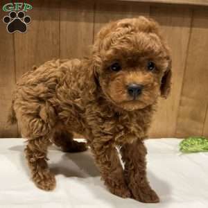 Peaches, Toy Poodle Puppy