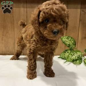 Primrose, Toy Poodle Puppy