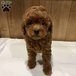 Peaches, Toy Poodle Puppy