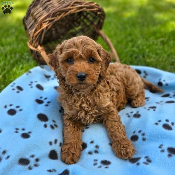 Hudson, Mini Goldendoodle Puppy