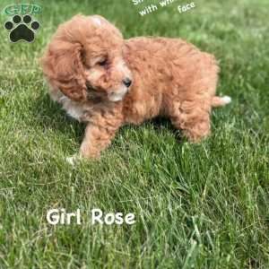 Rose, Cavapoo Puppy