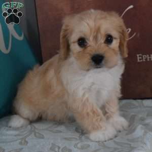 Jada, Cavachon Puppy