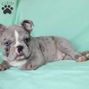 Rover, French Bulldog Puppy