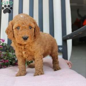 Robert, Mini Goldendoodle Puppy