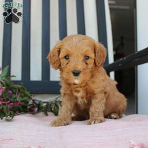Ricky, Mini Goldendoodle Puppy