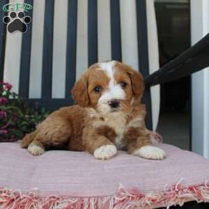 Rachel, Mini Goldendoodle Puppy