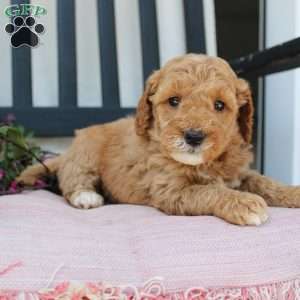 Rose, Mini Goldendoodle Puppy
