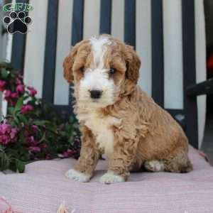 Ruby, Mini Goldendoodle Puppy