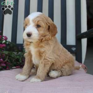 Renee, Mini Goldendoodle Puppy