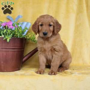 Dixon, Golden Retriever Puppy
