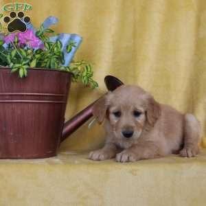 Dainty, Golden Retriever Puppy