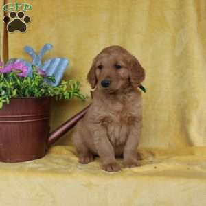 Dean, Golden Retriever Puppy
