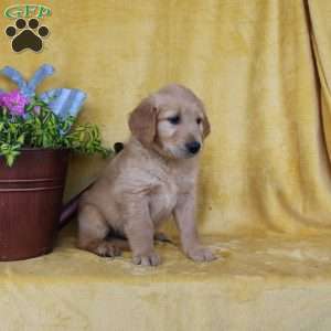 Dan, Golden Retriever Puppy