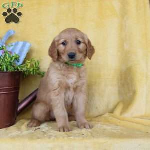 Daphne, Golden Retriever Puppy