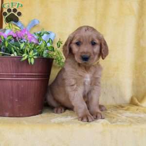 Davis, Golden Retriever Puppy