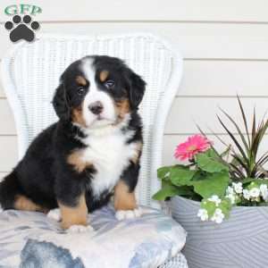 Rebecca, Bernese Mountain Dog Puppy