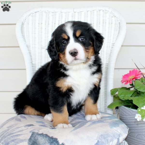 Rebecca, Bernese Mountain Dog Puppy