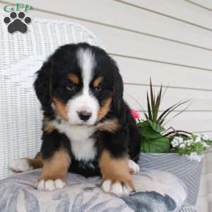 Ricky, Bernese Mountain Dog Puppy