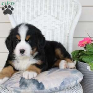 Rocky, Bernese Mountain Dog Puppy