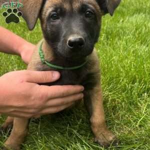 Tessa, Belgian Malinois Puppy