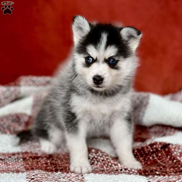 Gem, Pomsky Puppy
