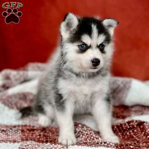 Gem, Pomsky Puppy
