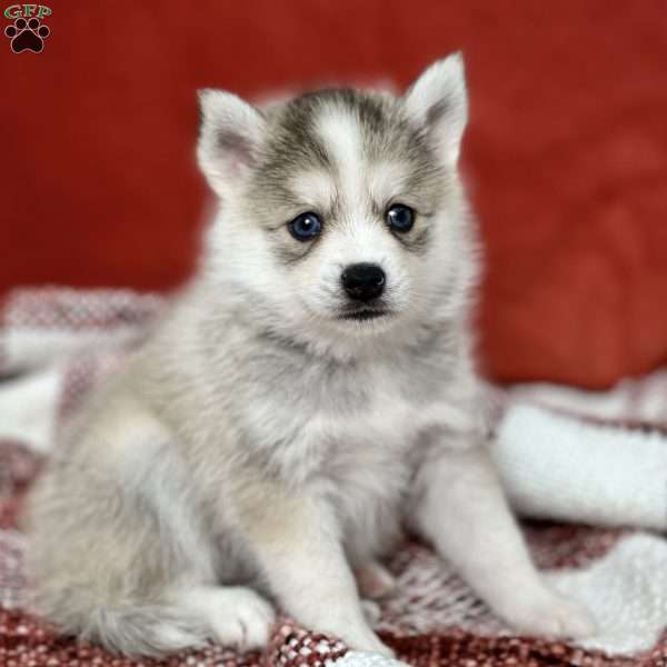 Jasper, Pomsky Puppy