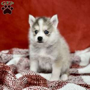 Jasper, Pomsky Puppy